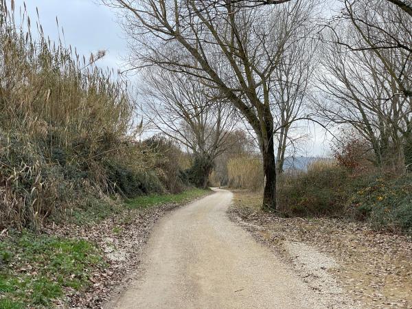 Dirt track in vegetation, winter landscape. Bare trees and reed thicket on the sides of the trail.